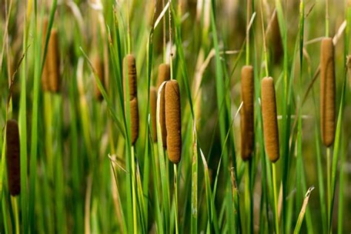 How does a cattail adapt to its environment?