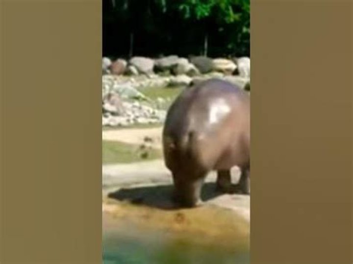 How does a hippopotamus poop?