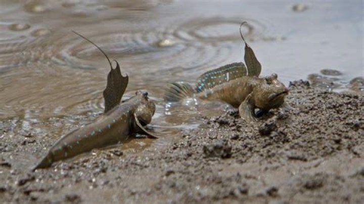 How does a mudskipper adapt to its environment?