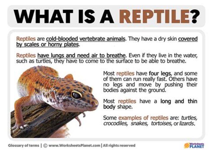 How does a reptile breathe?