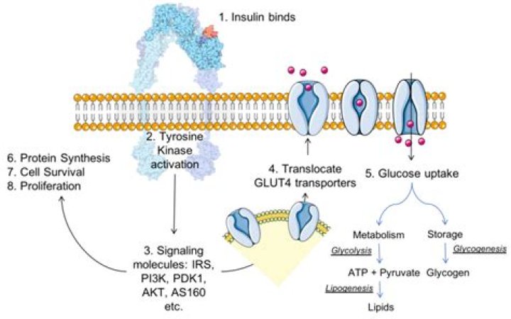 How does insulin bind to receptors?