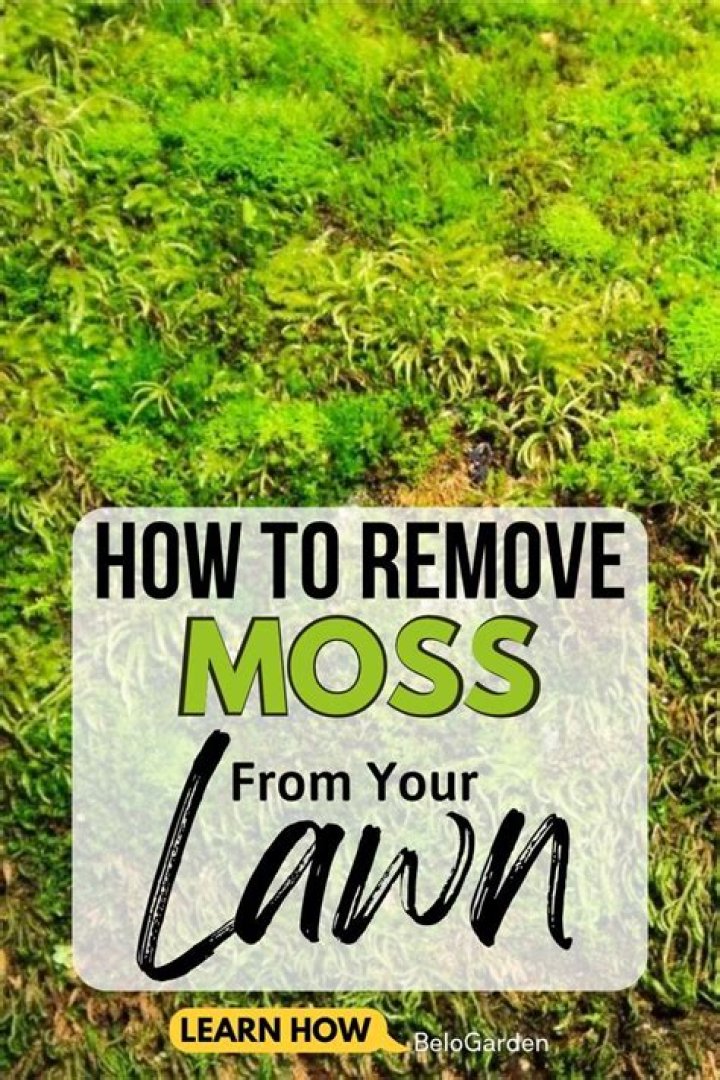 How does iron kill moss?