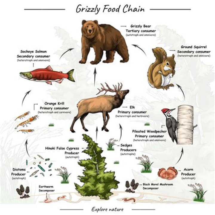 How does over hunting affect the food chain?