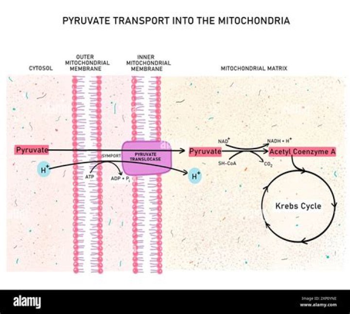 How does pyruvate cross the mitochondrial membrane?
