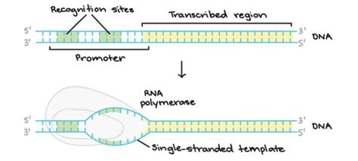 How does RNA polymerase know where to start transcribing a gene?