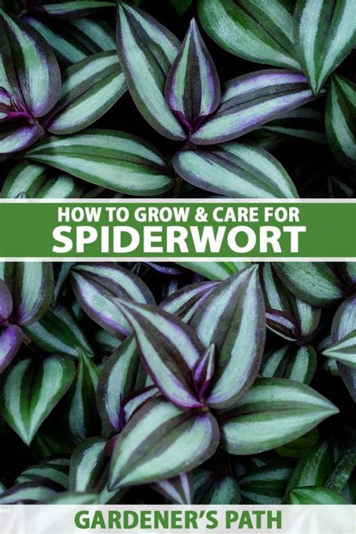 How does spiderwort spread?