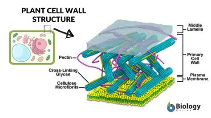How does the cell wall protect a plant?