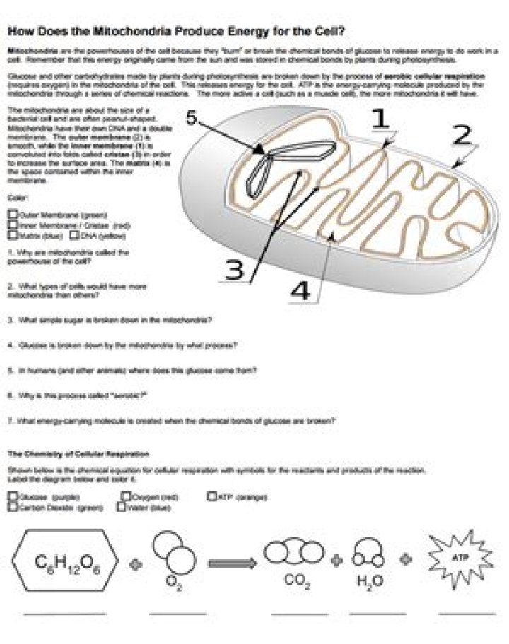 How does the mitochondria produce energy for the cell answer sheet?