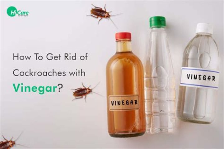 How does vinegar get rid of algae?