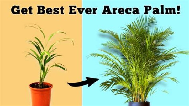 How far apart do you plant areca palms?