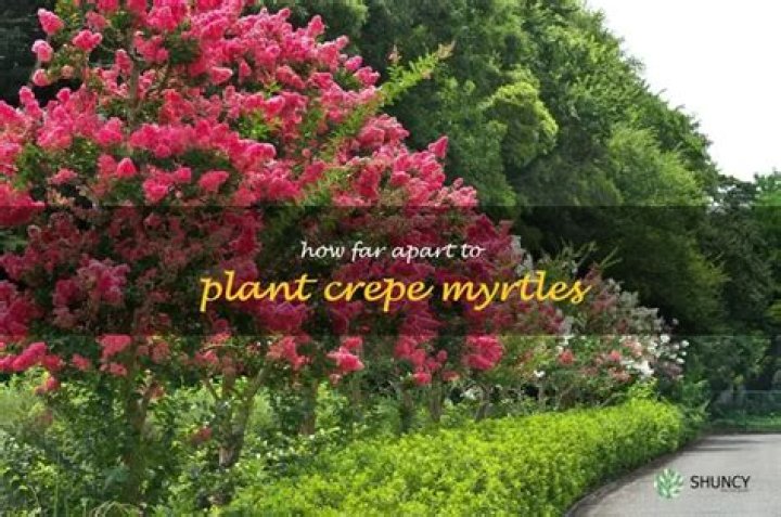 How far apart do you plant crepe myrtles?