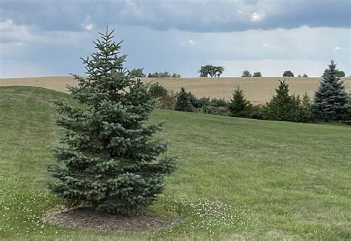 How far apart to plant Black Hills spruce trees?