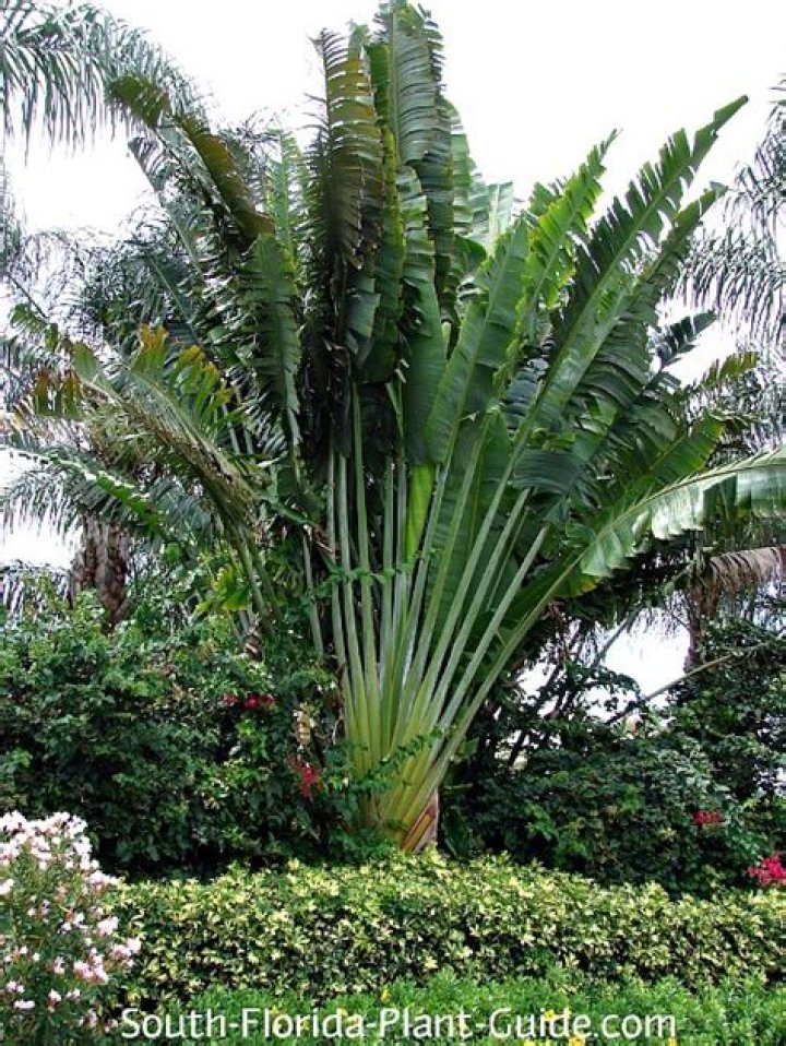 How fast do travelers palms grow?