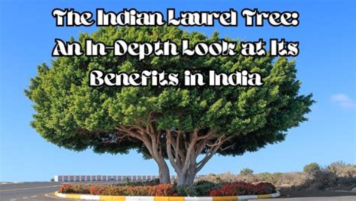 How fast does an Indian laurel tree grow?