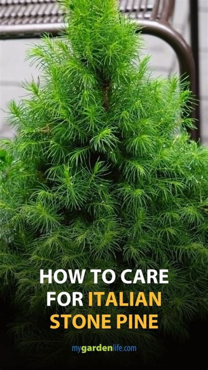 How fast does an Italian stone pine grow?