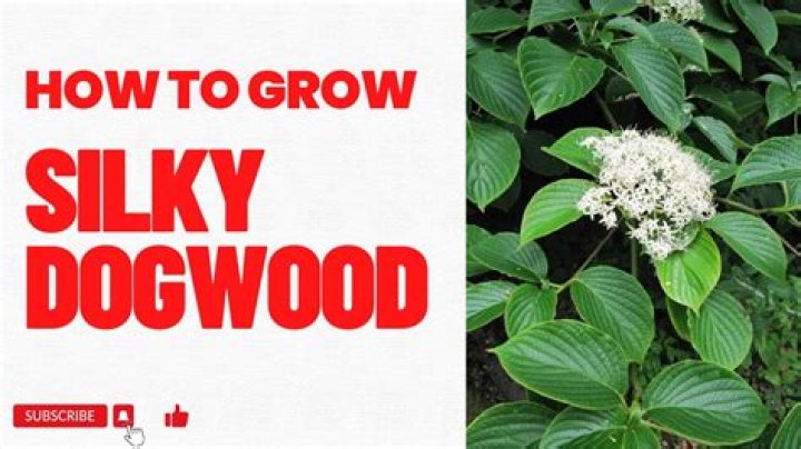 How fast does silky dogwood grow?