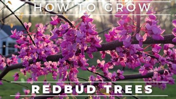 How fast does western redbud grow?