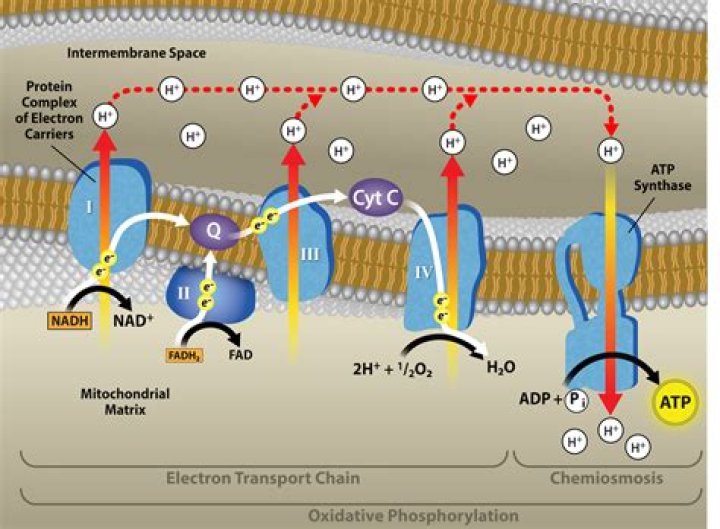 How is ATP synthesized in the chloroplast?