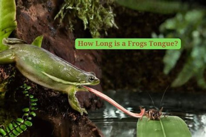 How is the frog’s tongue designed for the type of food it eats?