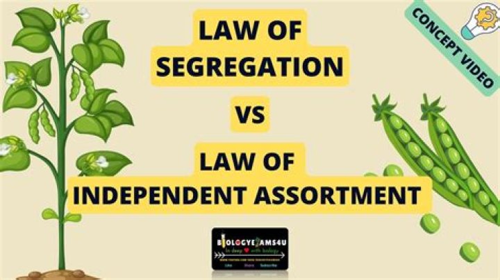 How is the law of segregation different from the Law of Independent Assortment?