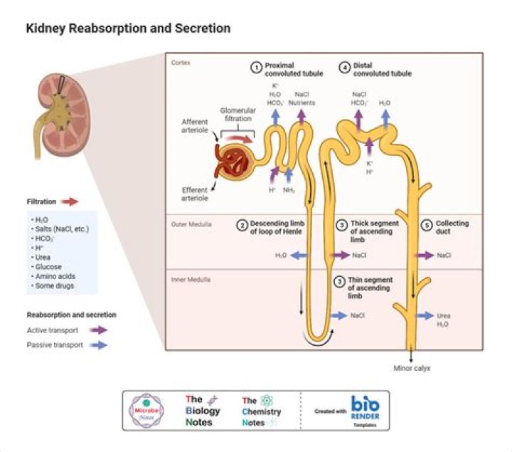 How is urea reabsorbed in the kidney?
