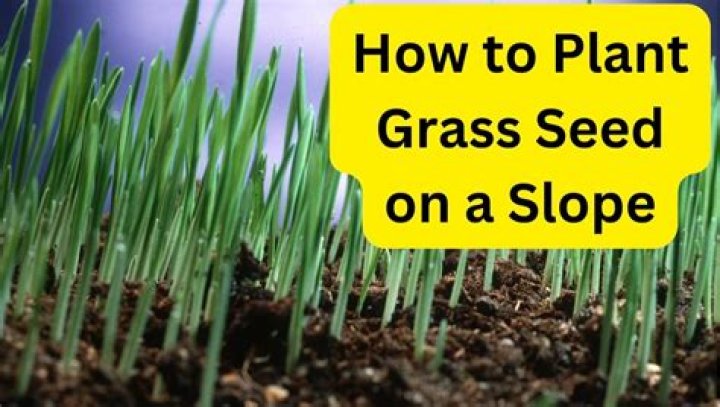 How late can you plant grass seed in Chicago?
