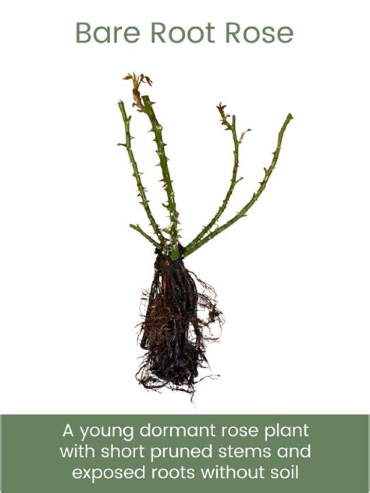 How long can bare root roses be stored?