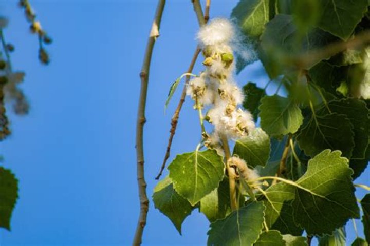 How long do cottonwood trees shed their cotton?