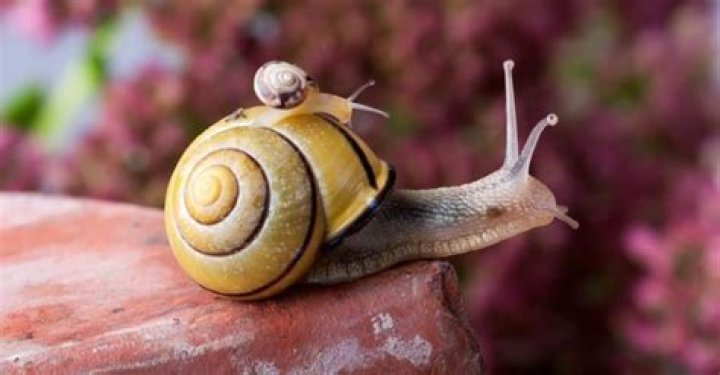How long do Decollate snails live?