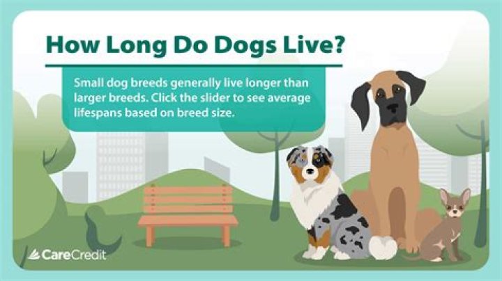How long do dogs live with epilepsy?