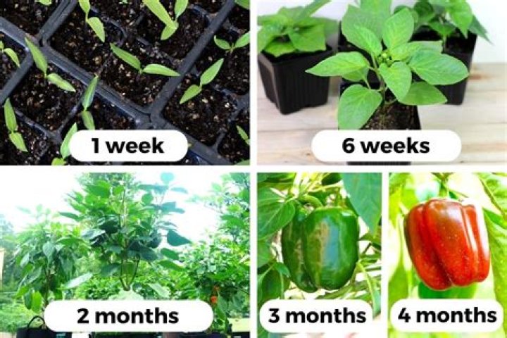 How long do habanero peppers take to grow?