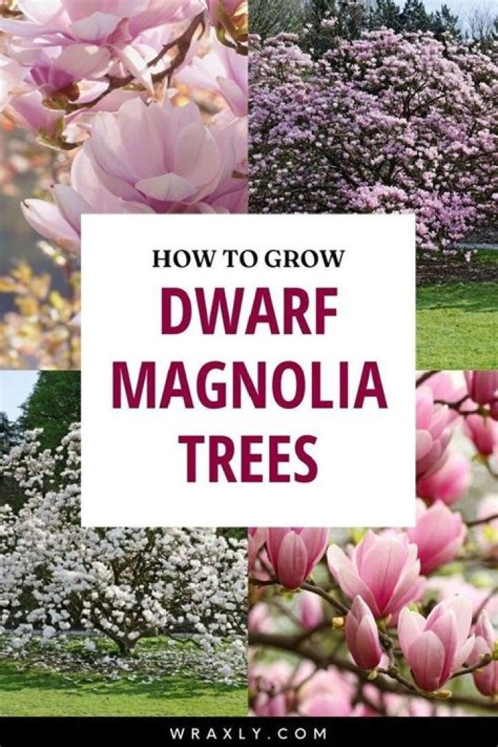 How long do magnolia leaves keep?