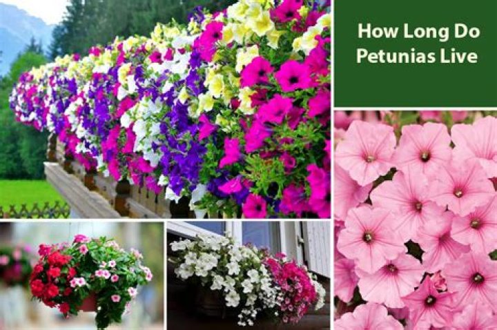 How long do petunias last?
