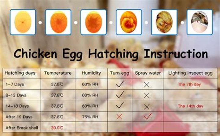 How long do Silkie eggs take to hatch?
