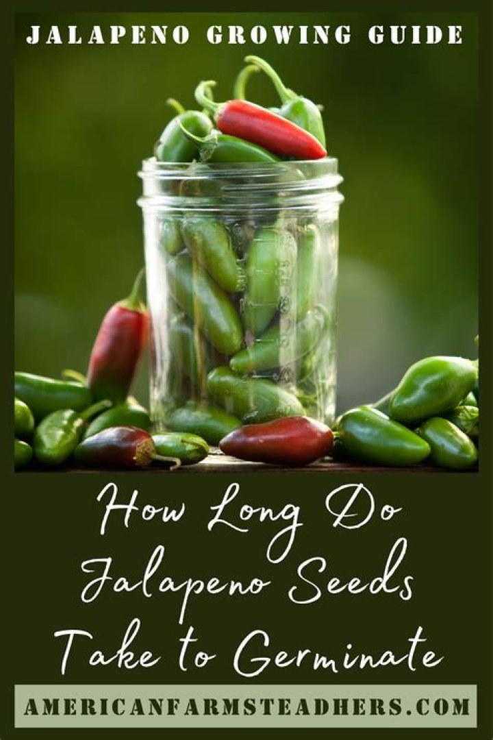 How long do snapdragon seeds take to germinate?