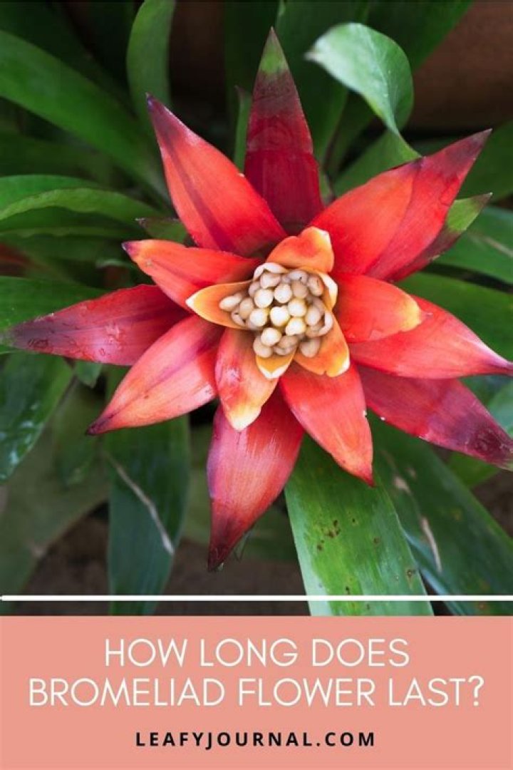 How long does a Bromeliad flower last?