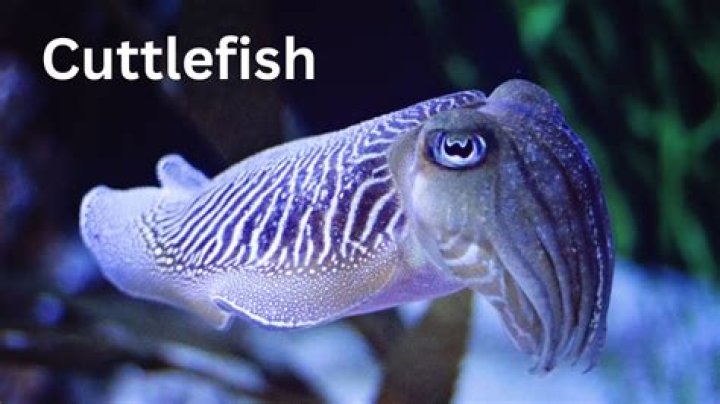 How long does a cuttlefish live?
