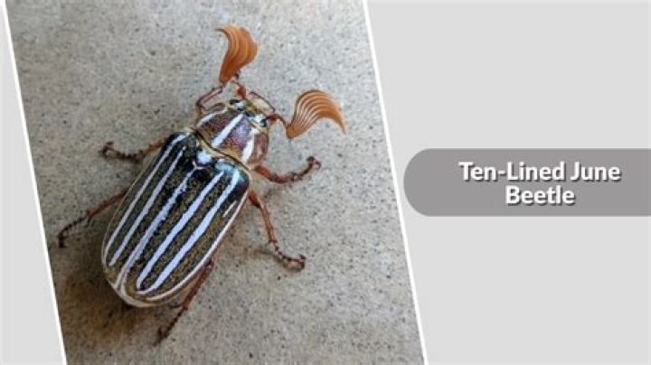 How long does a ten lined June beetle live?
