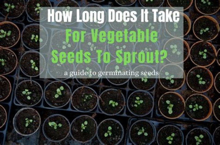 How long does it take EZ seed to sprout?
