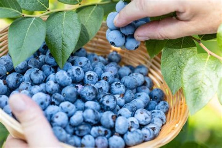 How long does it take for a blueberry to ripen?