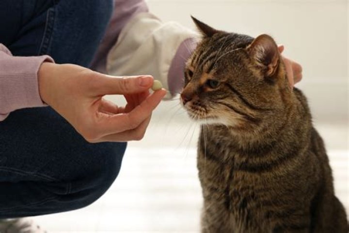 How long does it take for appetite stimulant to work in cats?