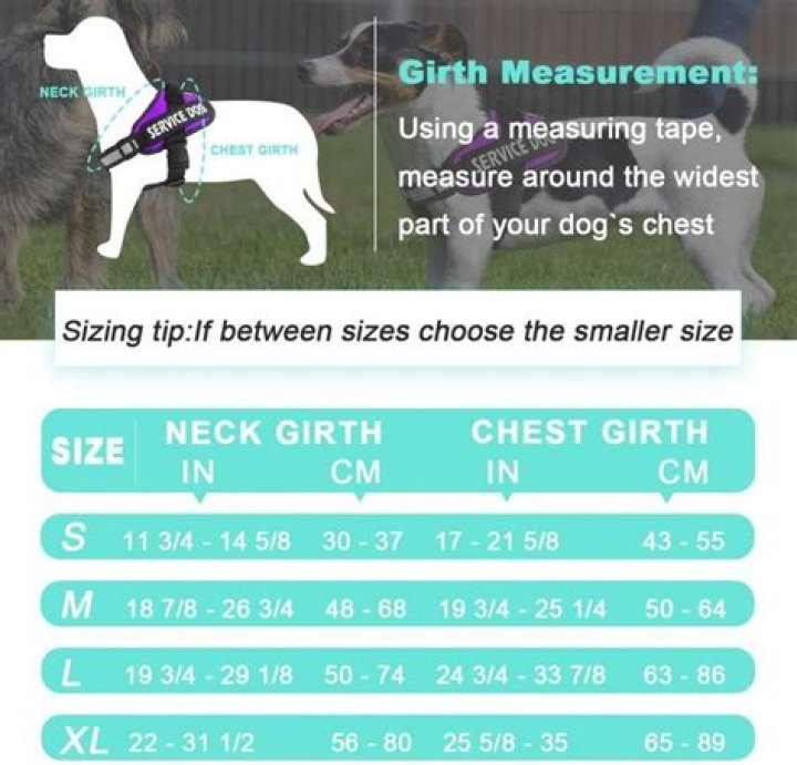 How long does it take for Entyce to work in dogs?