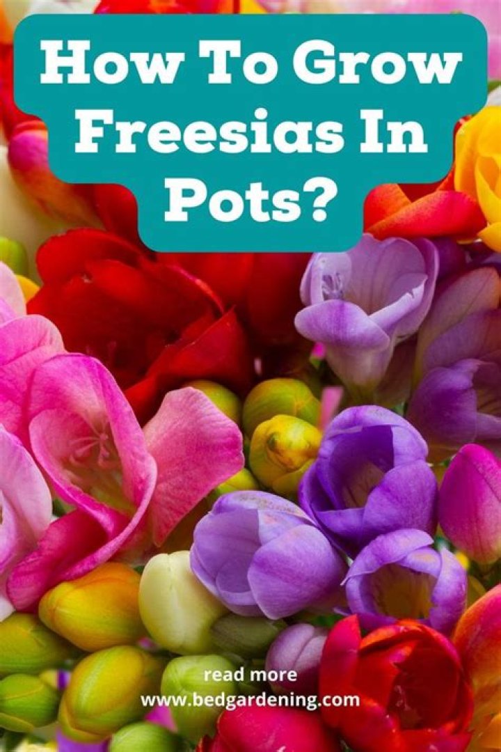How long does it take for Freesia bulbs to grow?