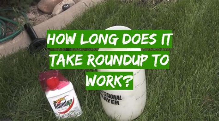 How long does it take for Roundup to work on lawn?