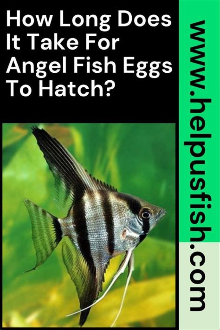 How long does it take for the fish eggs to hatch?