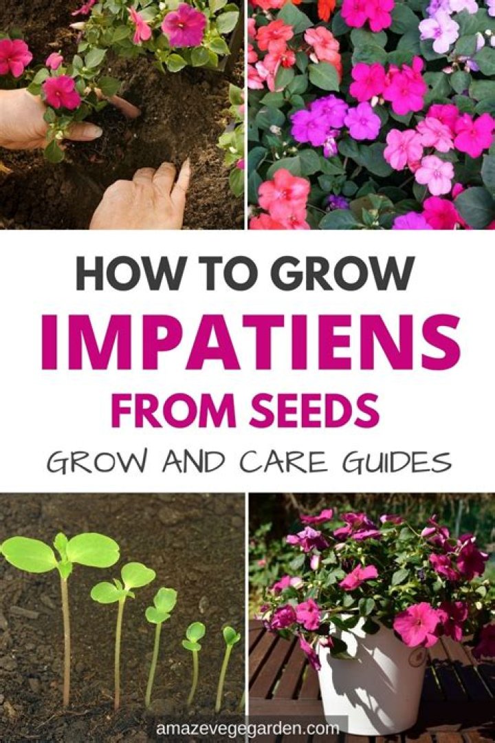 How long does it take impatiens to grow from seed?