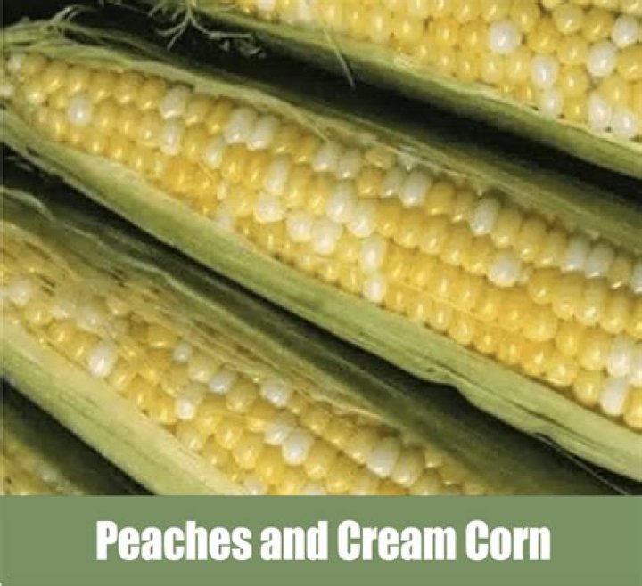 How long does it take to grow peaches and cream corn?