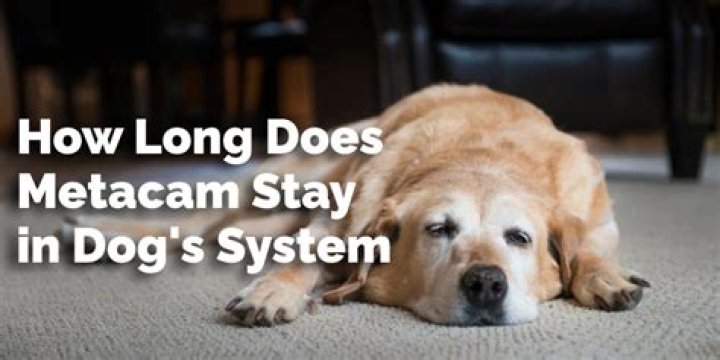 How long does metacam stay in a dog’s system?