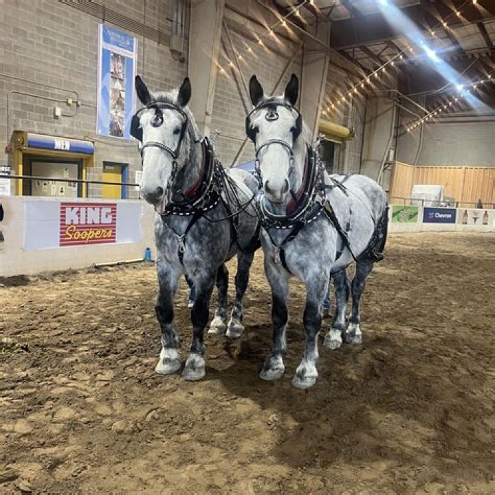 How long does previcox stay in a horse’s system?