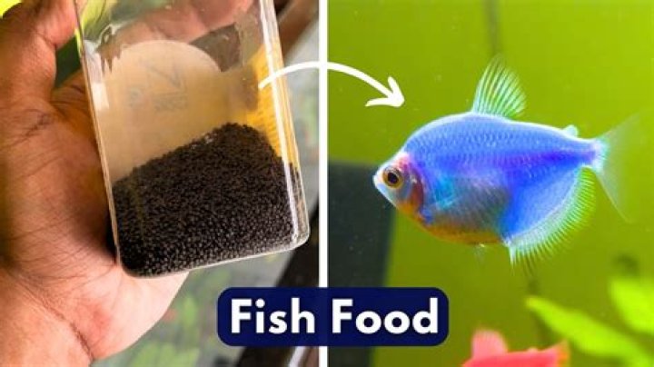 How long should you wait to feed fish in a new tank?